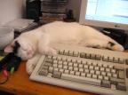 Cat asleep on Keyboard