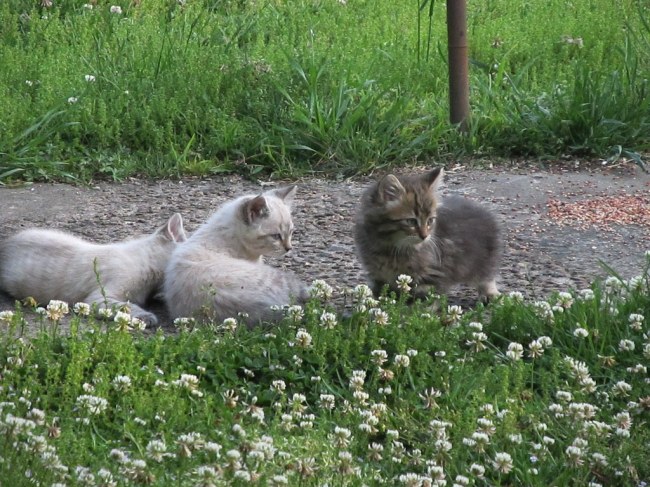 Kittens Before the Attack