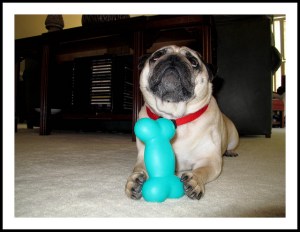 Dog with a big blue bone.