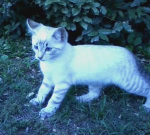 My little white tiger.