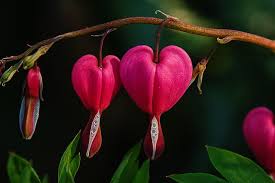 bleeding_hearts_flowers.jpg