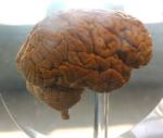 brain_in_jar.jpg