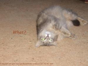 Gray cat with glow in the dark green eyes.