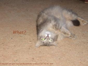 Gray cat with glow in the dark green eyes.