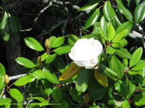 Southern Magnolia