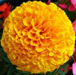marigold