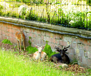 Did these sweet creatures instinctively know that I was about to leave and clustered about me in sympathy. I am sure they must have.