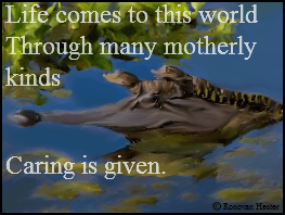 Alligator and babies with Haiku poem