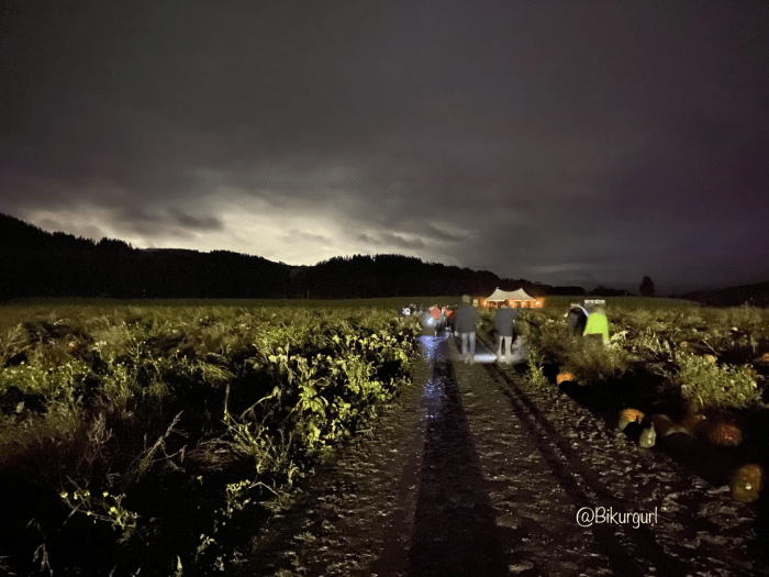 bikurgurl photo all rights reserved pumpkin farm at night