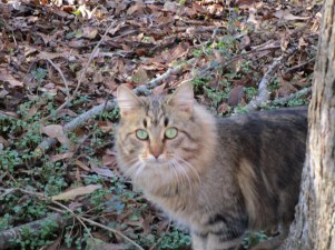 Adult brown/sable cat with green eyes.