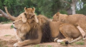 Lions Living. Lion, Lioness, and cub.